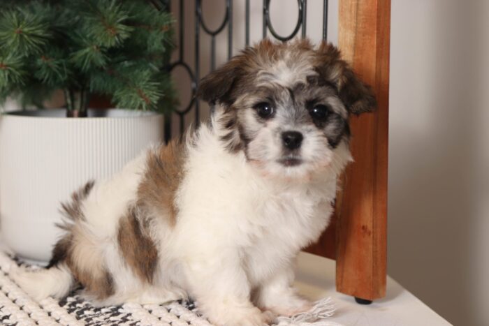 Shepherd- Loving Little Brown/White Teddy Bear Puppy - Image 3