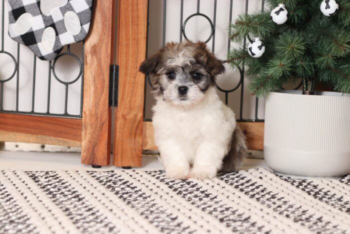 Shepherd- Loving Little Brown/White Teddy Bear Puppy - Image 4