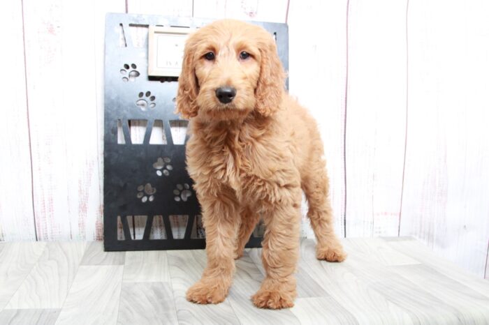 Shiba - Loving Tan Female Goldendoodle Puppy
