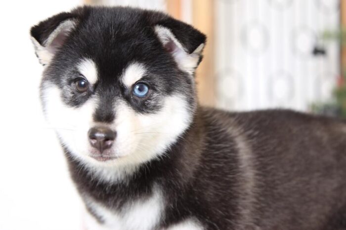 Shiba- Heavenly Female Pomsky Puppy - Image 4