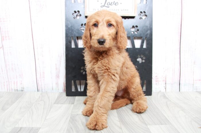 Shiba - Loving Tan Female Goldendoodle Puppy - Image 5