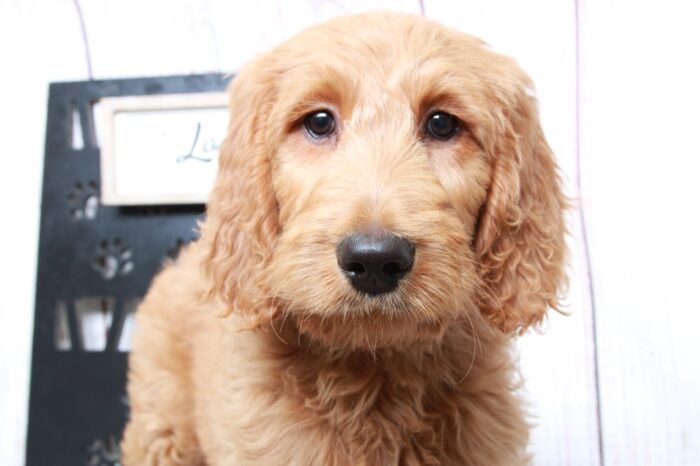 Shiba - Loving Tan Female Goldendoodle Puppy - Image 4