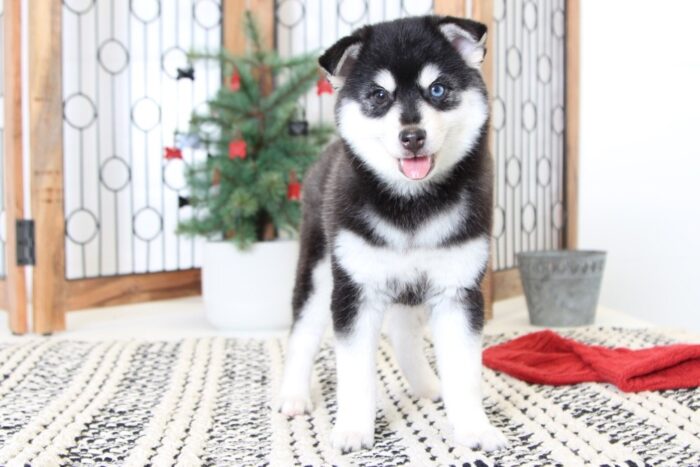 Shiba- Heavenly Female Pomsky Puppy - Image 2