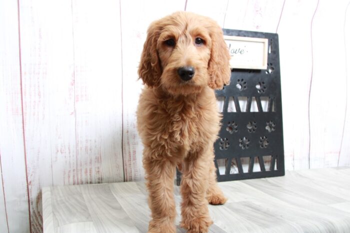 Shiba - Loving Tan Female Goldendoodle Puppy - Image 3