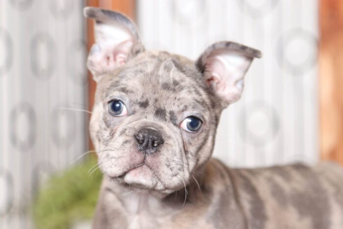 Sia- Stunning Female Blue Merle Frenchton Puppy - Image 2
