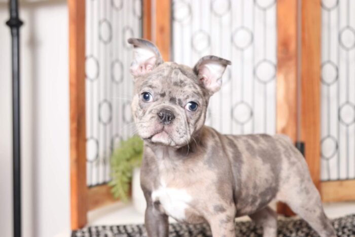 Sia- Stunning Female Blue Merle Frenchton Puppy - Image 3