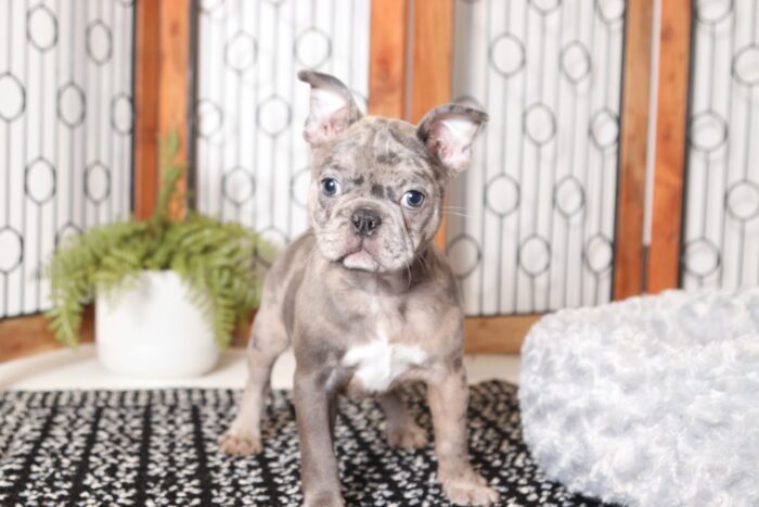 Sia- Stunning Female Blue Merle Frenchton Puppy - Image 4