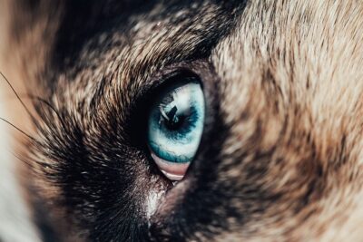 siberian husky eye