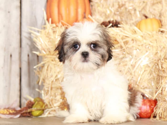 Silver - Beautiful Shih-Tzu