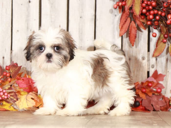 Silver - Beautiful Shih-Tzu - Image 4