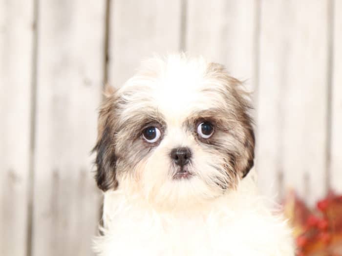 Silver - Beautiful Shih-Tzu - Image 5