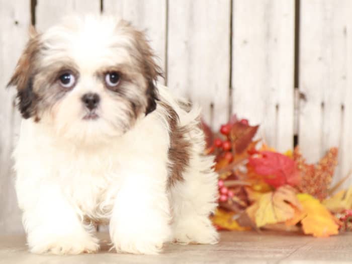 Silver - Beautiful Shih-Tzu - Image 2