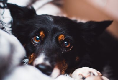 black and brown dog