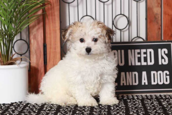Simon - Playful Male Tri-Colored Havachon Puppy