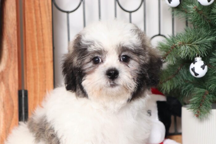 Simon- Dapper Teddy Bear Puppy - Image 2