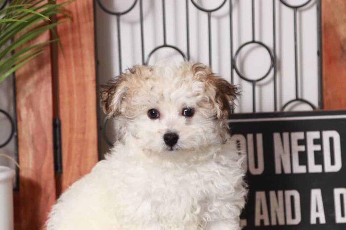 Simon - Playful Male Tri-Colored Havachon Puppy - Image 2