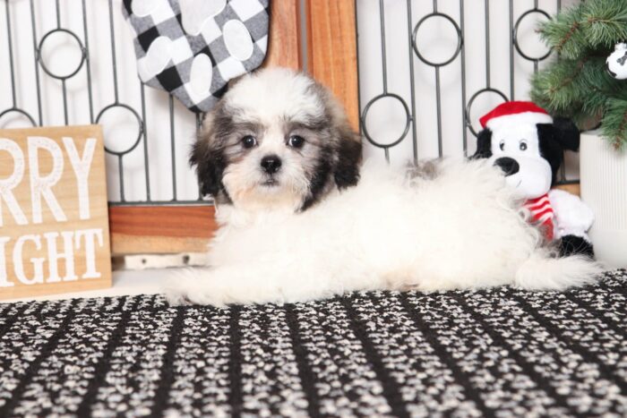 Simon- Dapper Teddy Bear Puppy - Image 3