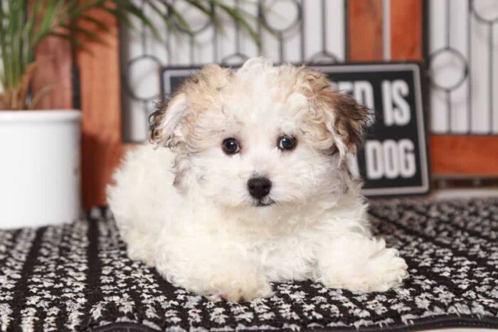 Simon - Playful Male Tri-Colored Havachon Puppy - Image 3
