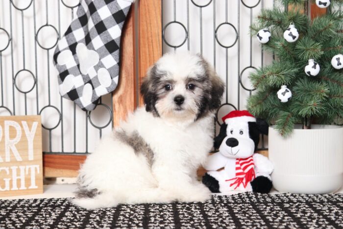 Simon- Dapper Teddy Bear Puppy - Image 4