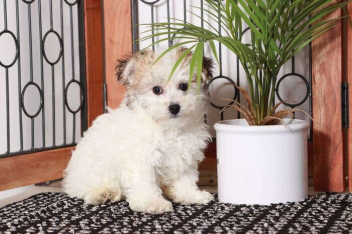 Simon - Playful Male Tri-Colored Havachon Puppy - Image 4