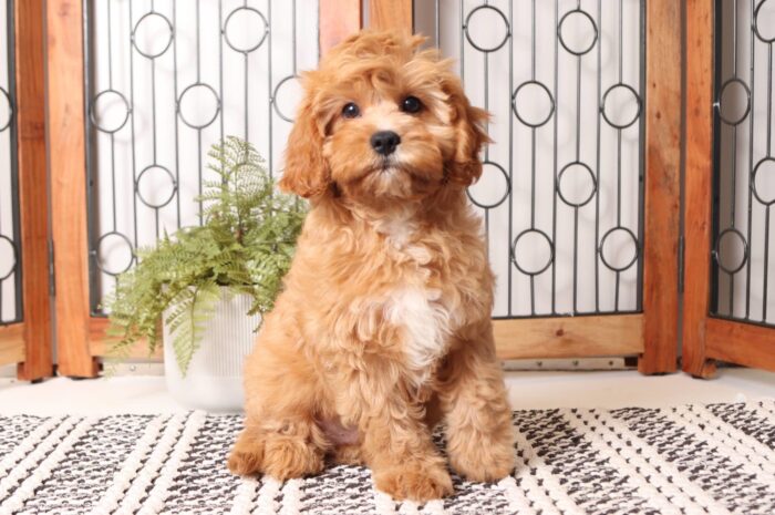 Skip - Spunky Little Red/White Male Cavapoo Puppy