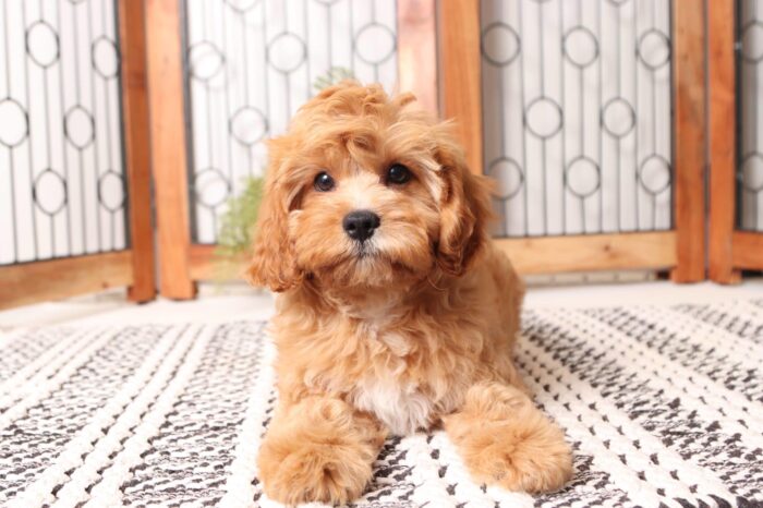 Skip - Spunky Little Red/White Male Cavapoo Puppy - Image 2
