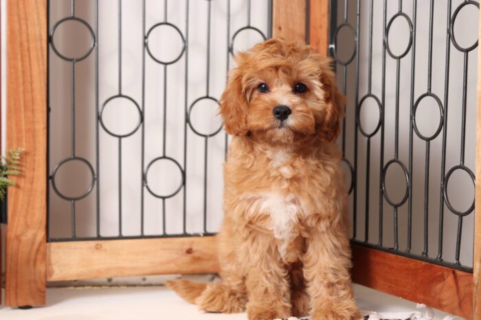 Skip - Spunky Little Red/White Male Cavapoo Puppy - Image 3