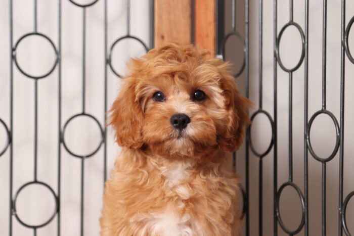 Skip - Spunky Little Red/White Male Cavapoo Puppy - Image 4