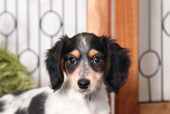 Skye- Loving Little Black and White Female ACA Dachshund Puppy - Image 2