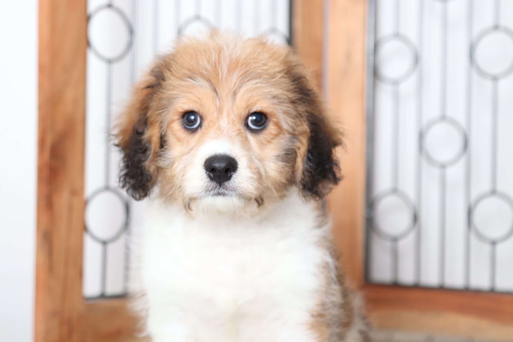 Skye- Adorable Male Cavachon Puppy - Image 2