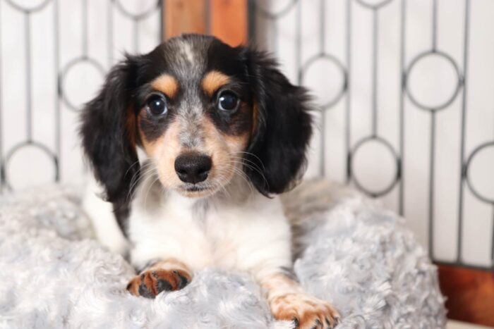 Skye- Loving Little Black and White Female ACA Dachshund Puppy - Image 3