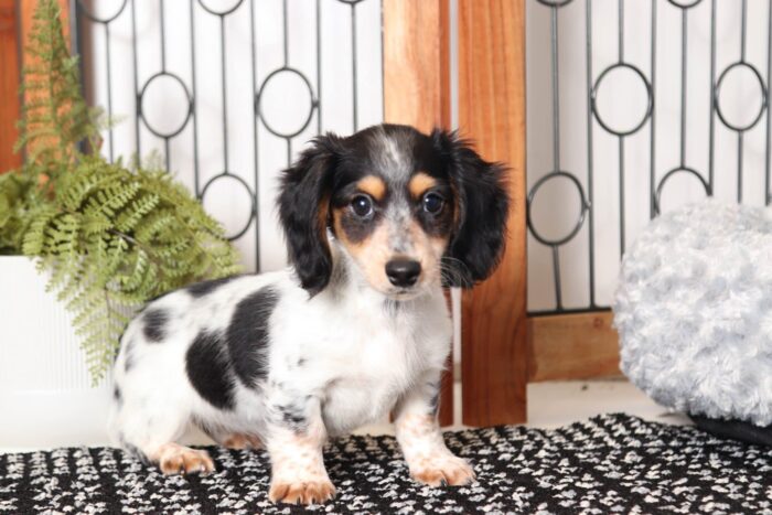 Skye- Loving Little Black and White Female ACA Dachshund Puppy - Image 4