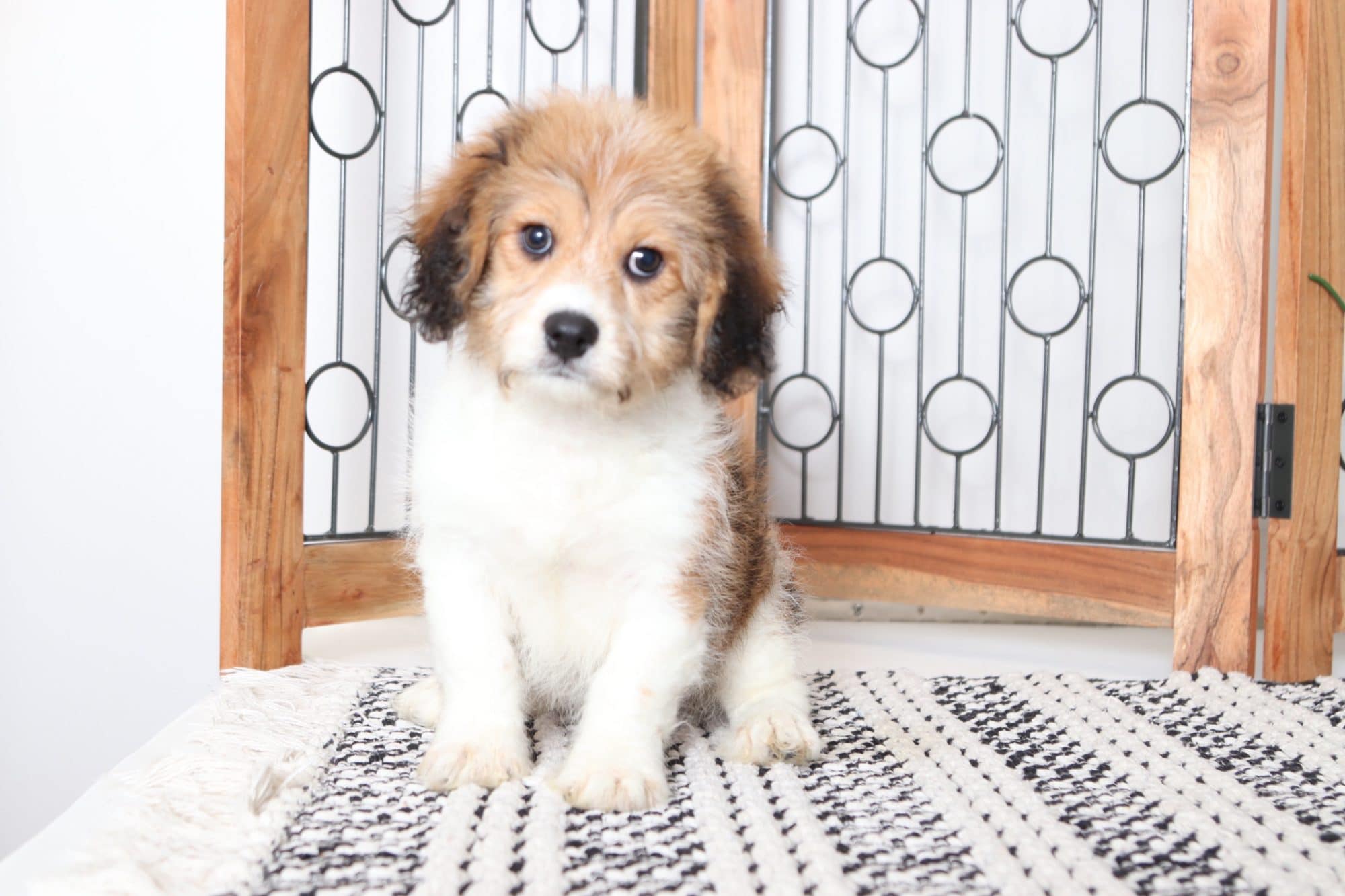 Skye- Adorable Male Cavachon Puppy