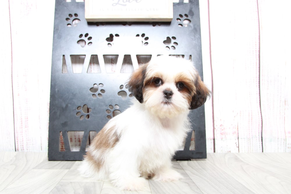 Slinky - Cuddly ACA Tri Male Shih-Tzu Puppy