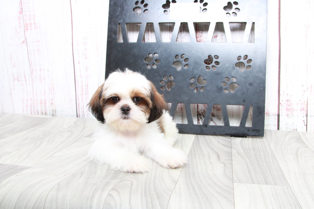 Slinky - Cuddly ACA Tri Male Shih-Tzu Puppy - Image 4