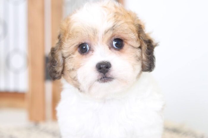 Smudge- Awesome  Male Teddy Bear Puppy - Image 2