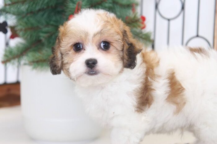 Smudge- Awesome  Male Teddy Bear Puppy - Image 3