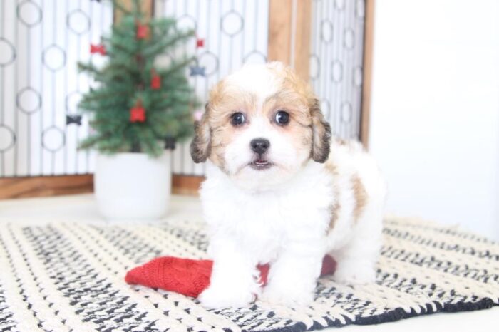 Smudge- Awesome  Male Teddy Bear Puppy - Image 4