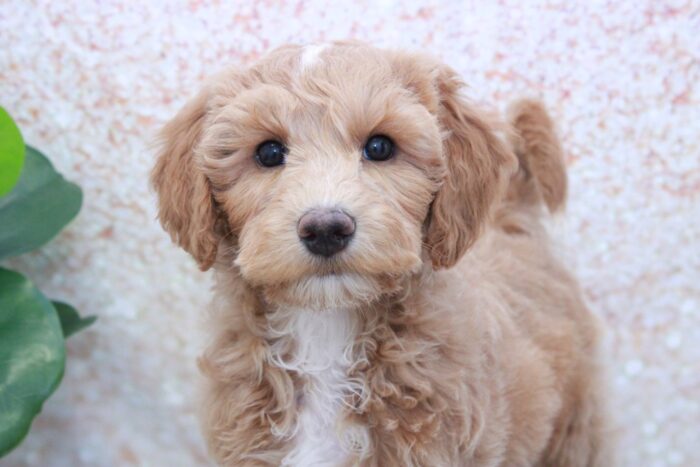 Snicker- Friendly Mini Male Goldendoodle Puppy - Image 2