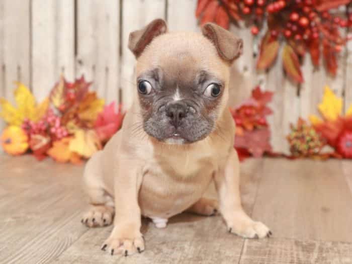 Snoopy- Adorable Frenchton - Image 5