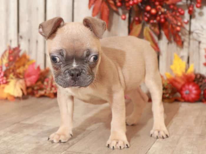 Snoopy- Adorable Frenchton - Image 4