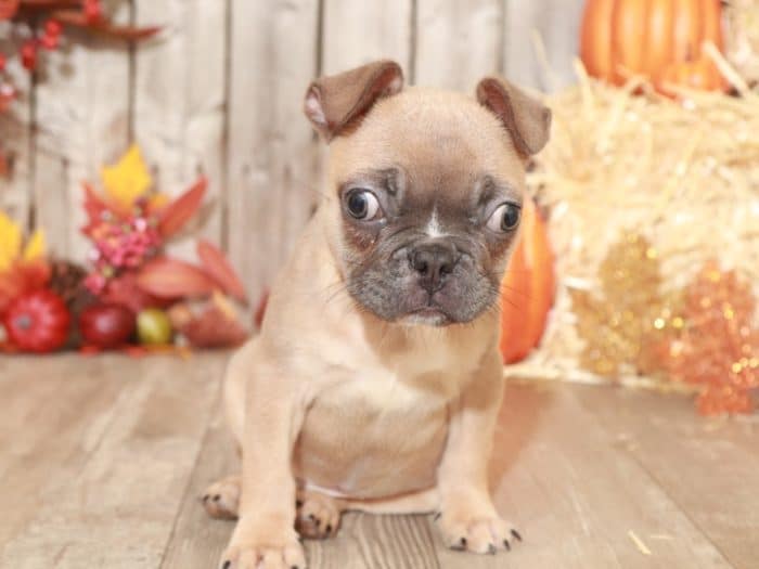 Snoopy- Adorable Frenchton - Image 3