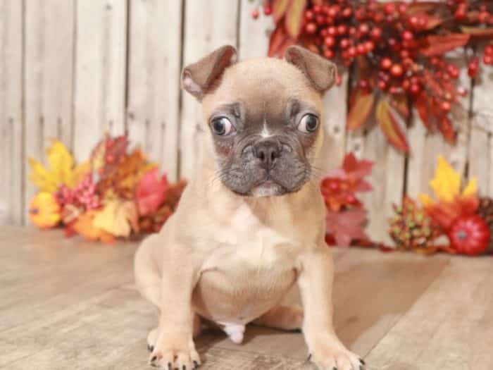 Snoopy- Adorable Frenchton