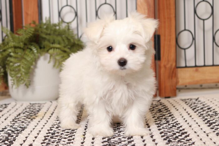 Snowflake - Stunning Little ACA Female Maltese