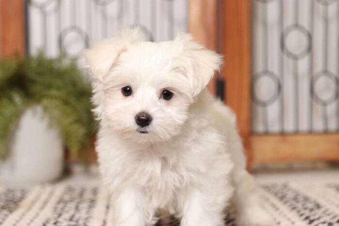 Snowflake - Stunning Little ACA Female Maltese - Image 2