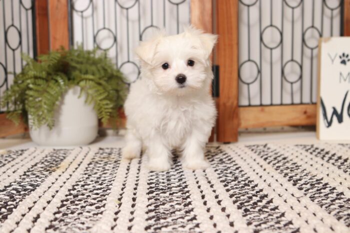 Snowflake - Stunning Little ACA Female Maltese - Image 3