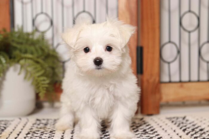 Snowflake - Stunning Little ACA Female Maltese - Image 4