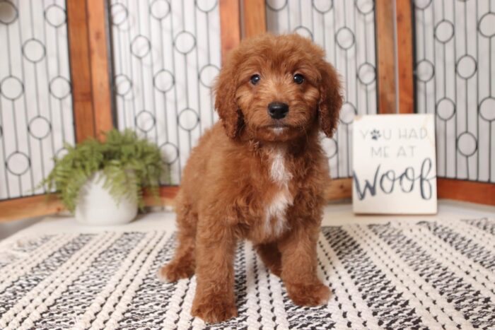 Socks- Silly Male F1B Mini Goldendoodle