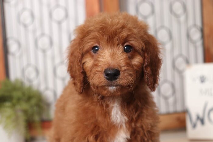 Socks- Silly Male F1B Mini Goldendoodle - Image 2