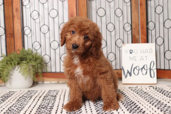 Socks- Silly Male F1B Mini Goldendoodle - Image 3